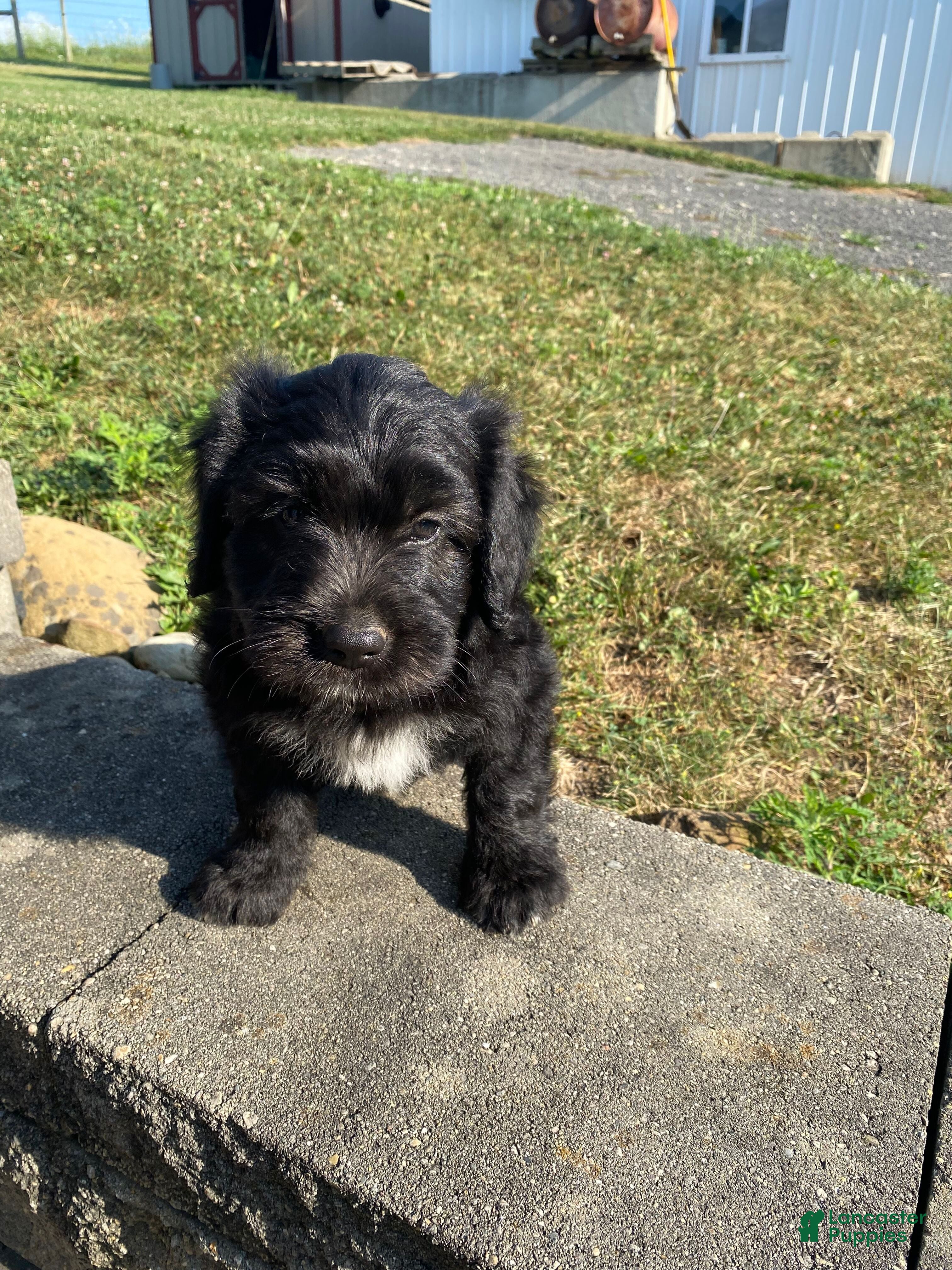 Mixed Breed dogs Archie - Ad 1