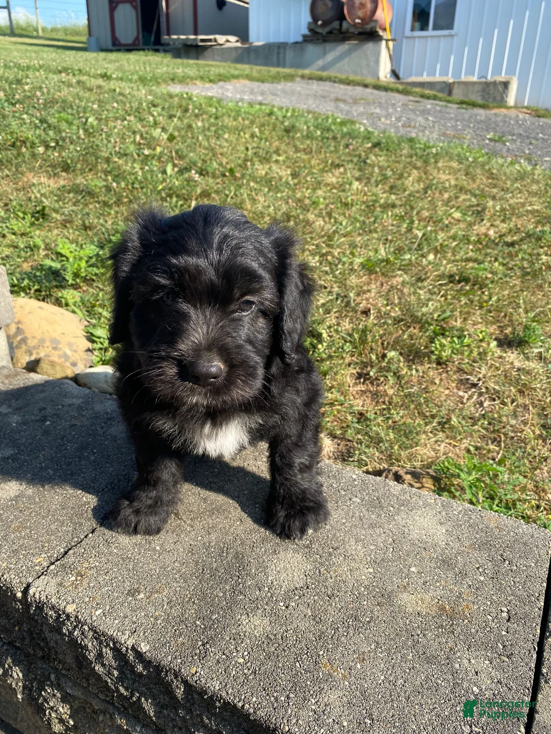 Mixed Breed dogs for sale: Archie - Ad 1