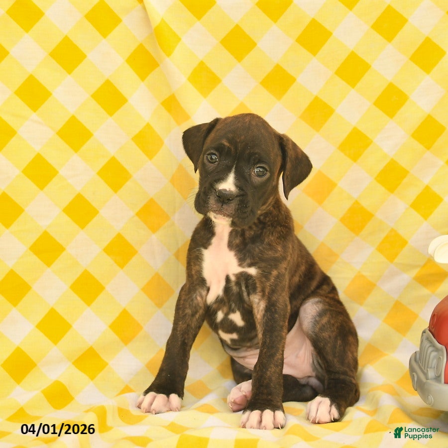Boxer dogs Jessica  - Ad 1