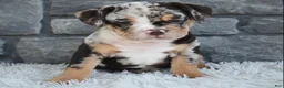 Beabull dogs for sale: Bubba  - Ad 3