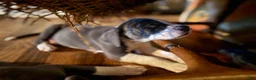 Mixed Breed dogs for sale: Baby 5 - Ad 9