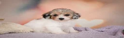 Maltipoo dogs for sale: Mabel - Ad 11