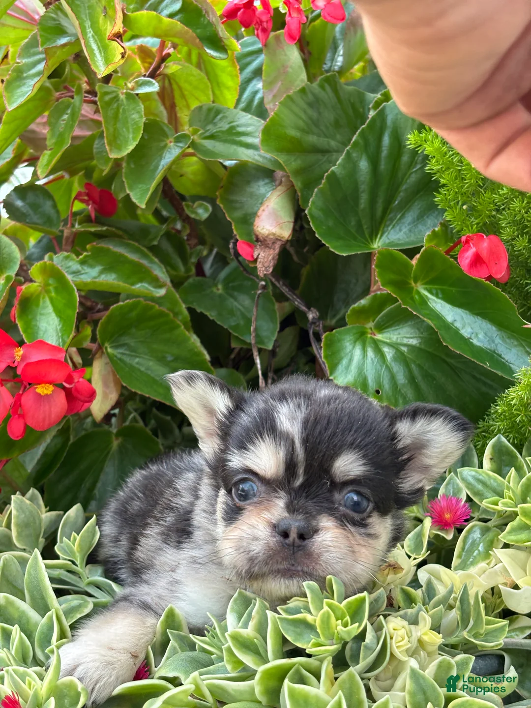 French Bulldog dogs for sale: Bella - Ad 3