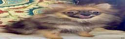 Pomeranian dogs for sale: Pomeranian Puppy Ruby - Ad 3