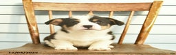 Welsh Corgi Pembroke dogs for sale: Samson  - Ad 4