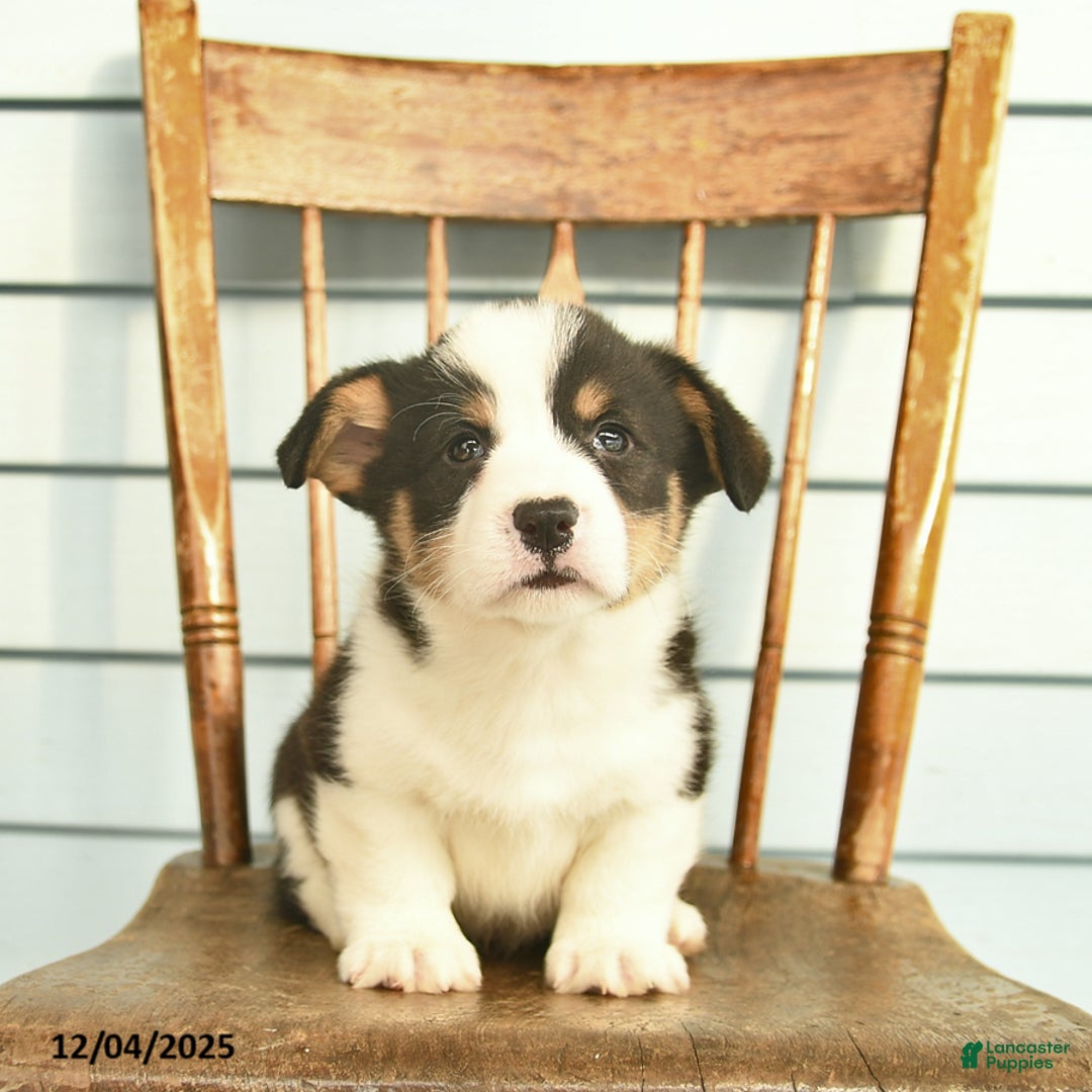 Welsh Corgi Pembroke dogs for sale: Samson  - Ad 4