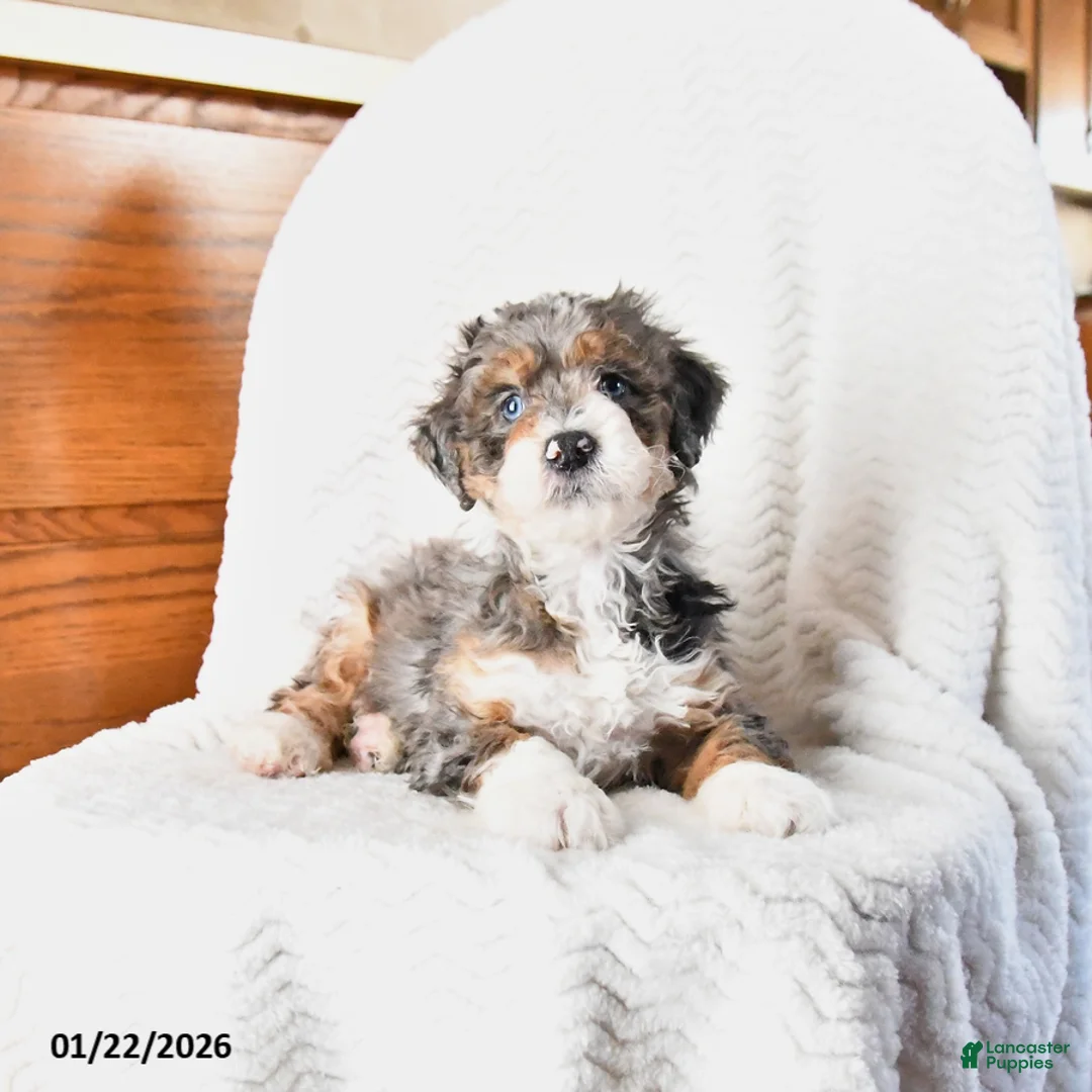 Mini Bernedoodle dogs for sale: Venus - Ad 9
