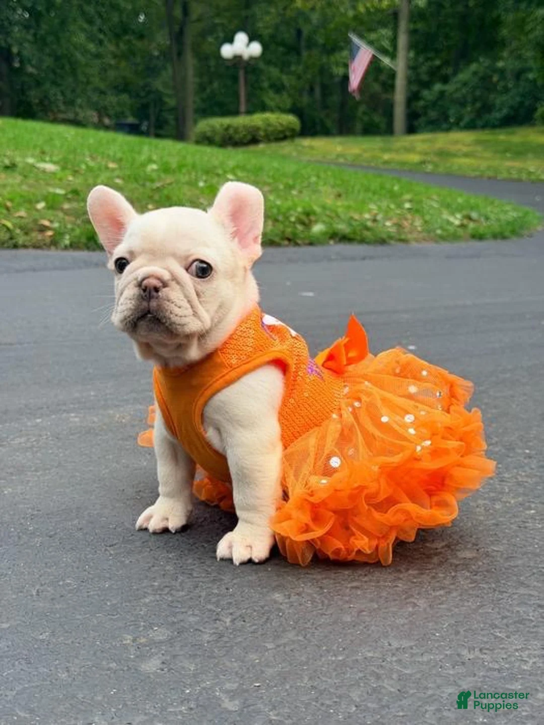 French Bulldog dogs for sale: Anfisa - Ad 2