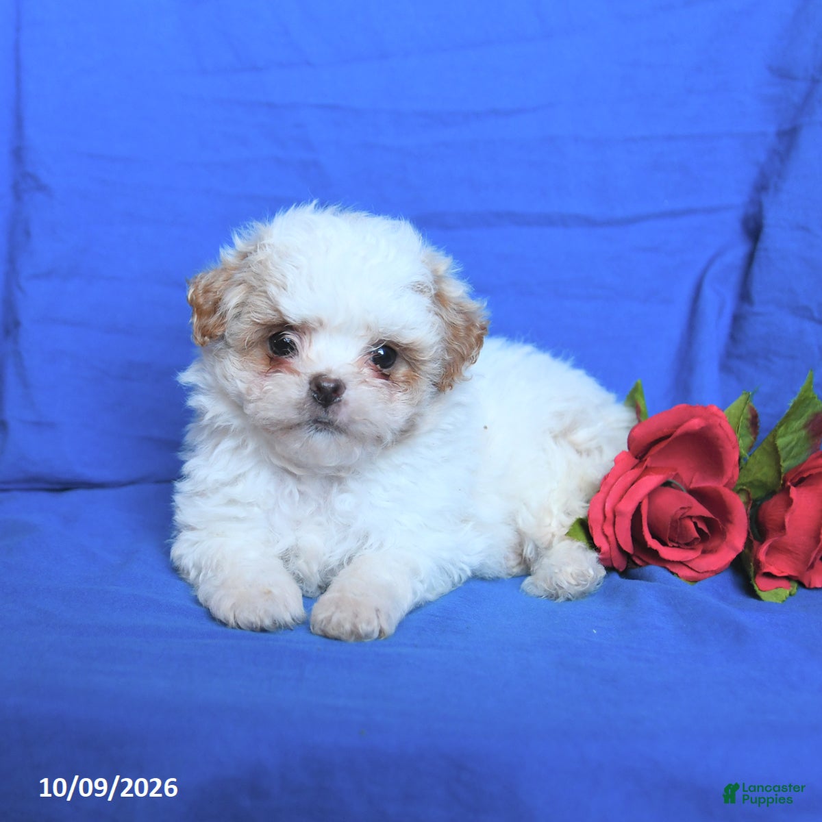 Shihpoo dogs Cody - Ad 2