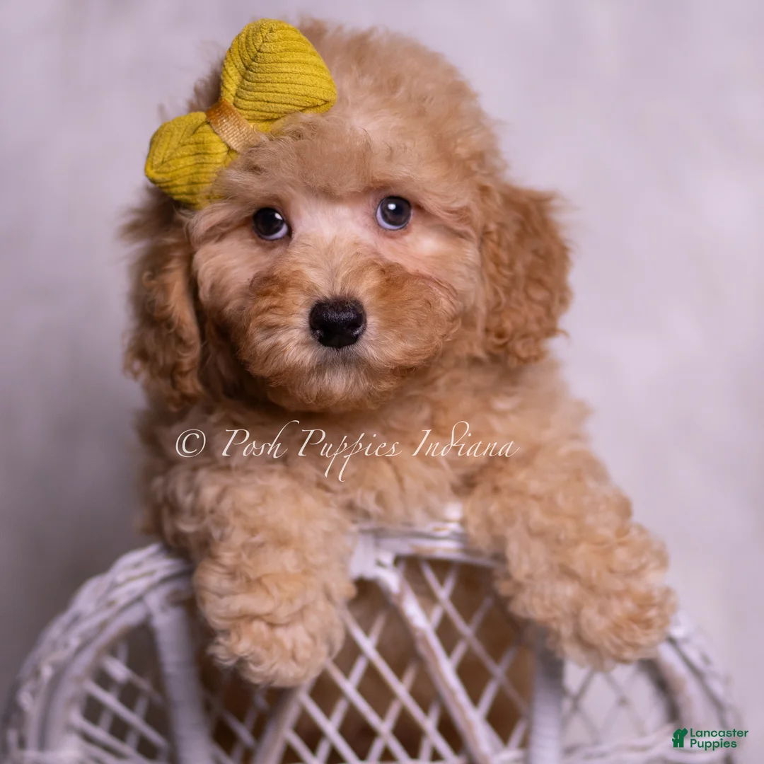 Miniature Poodle dogs for sale: Almond - Ad 2