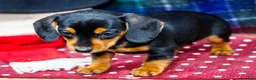 Miniature Dachshund dogs for sale: Annie - Ad 6