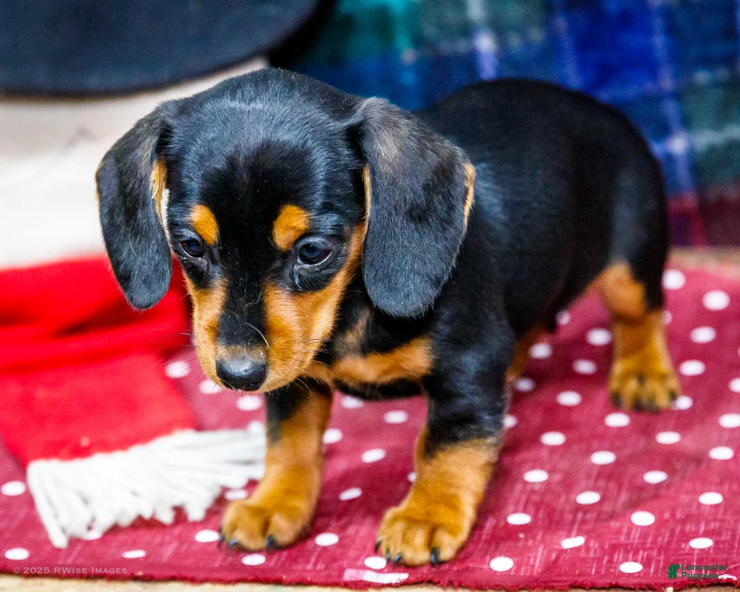 Miniature Dachshund dogs for sale: Annie - Ad 6