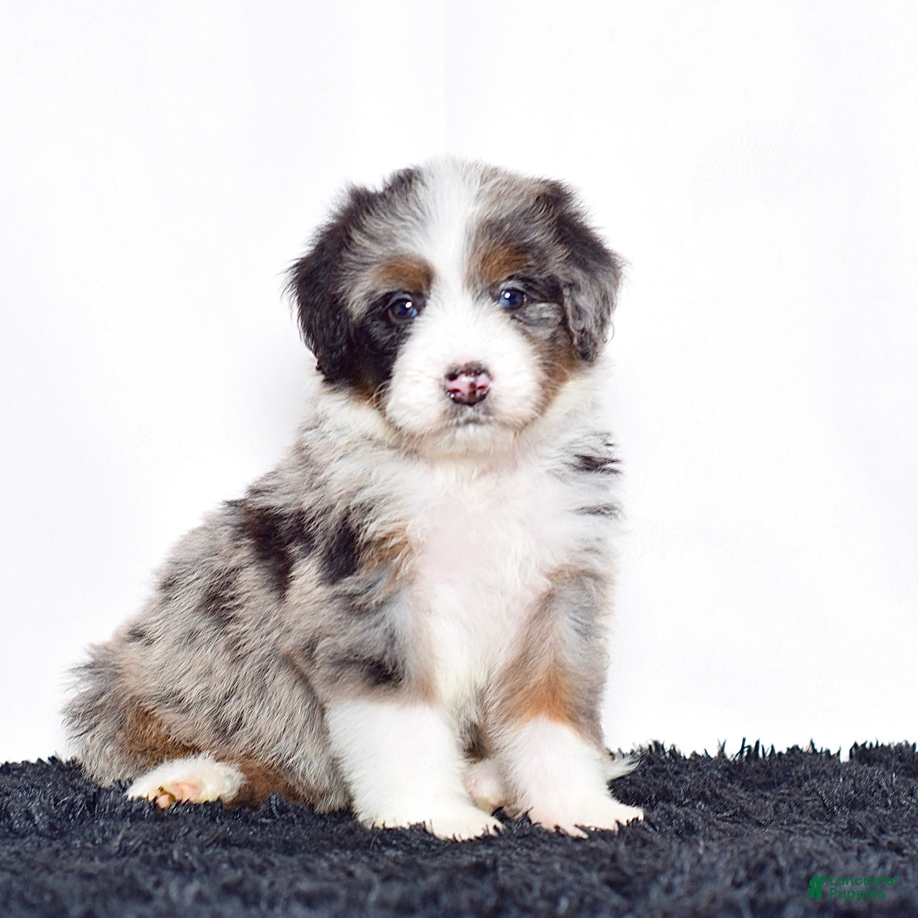 Bernedoodle dogs Ms. Olivia - Ad 1