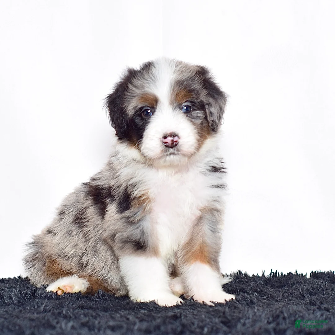 Bernedoodle dogs for sale: Ms. Olivia - Ad 1