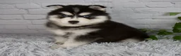 Pomsky dogs for sale: Tucker - Ad 4