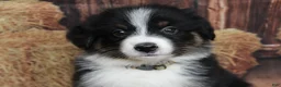 Australian Shepherd dogs for sale: Shiloh  - Ad 2