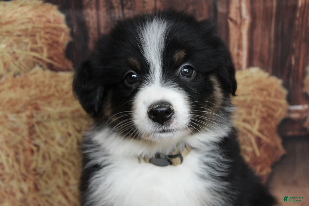 Australian Shepherd dogs for sale: Shiloh  - Ad 2