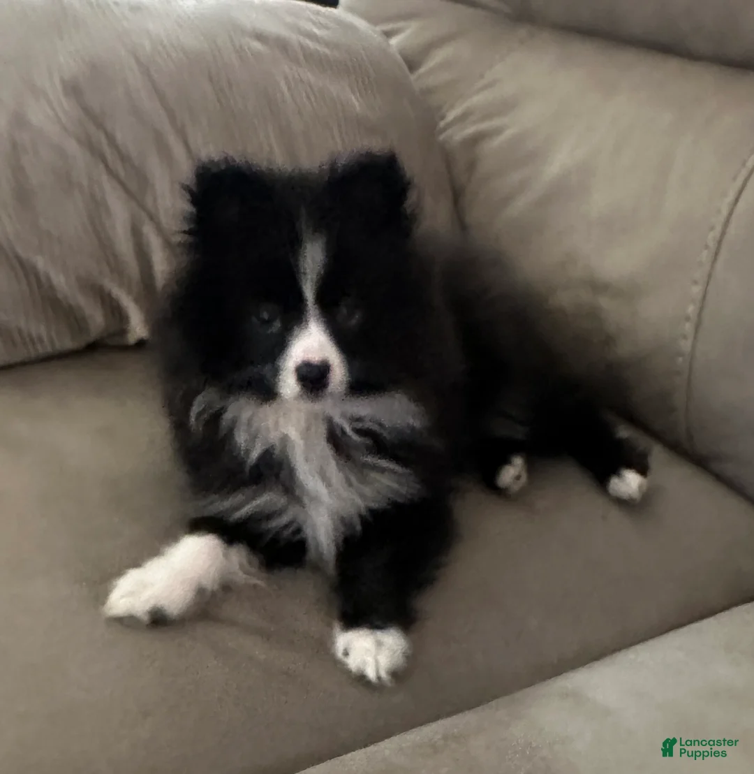 Pomeranian dogs for sale: Only 1 Male Available  - Ad 1