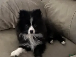 Pomeranian dogs for sale: Only 1 Male Available - Ad 1