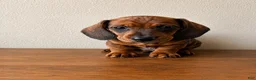 Dachshund dogs for sale: Bo - Ad 4