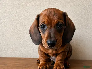 Dachshund dogs Bo - Ad 1