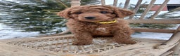 Irish Doodle dogs for sale: F1B Daisy - Ad 2