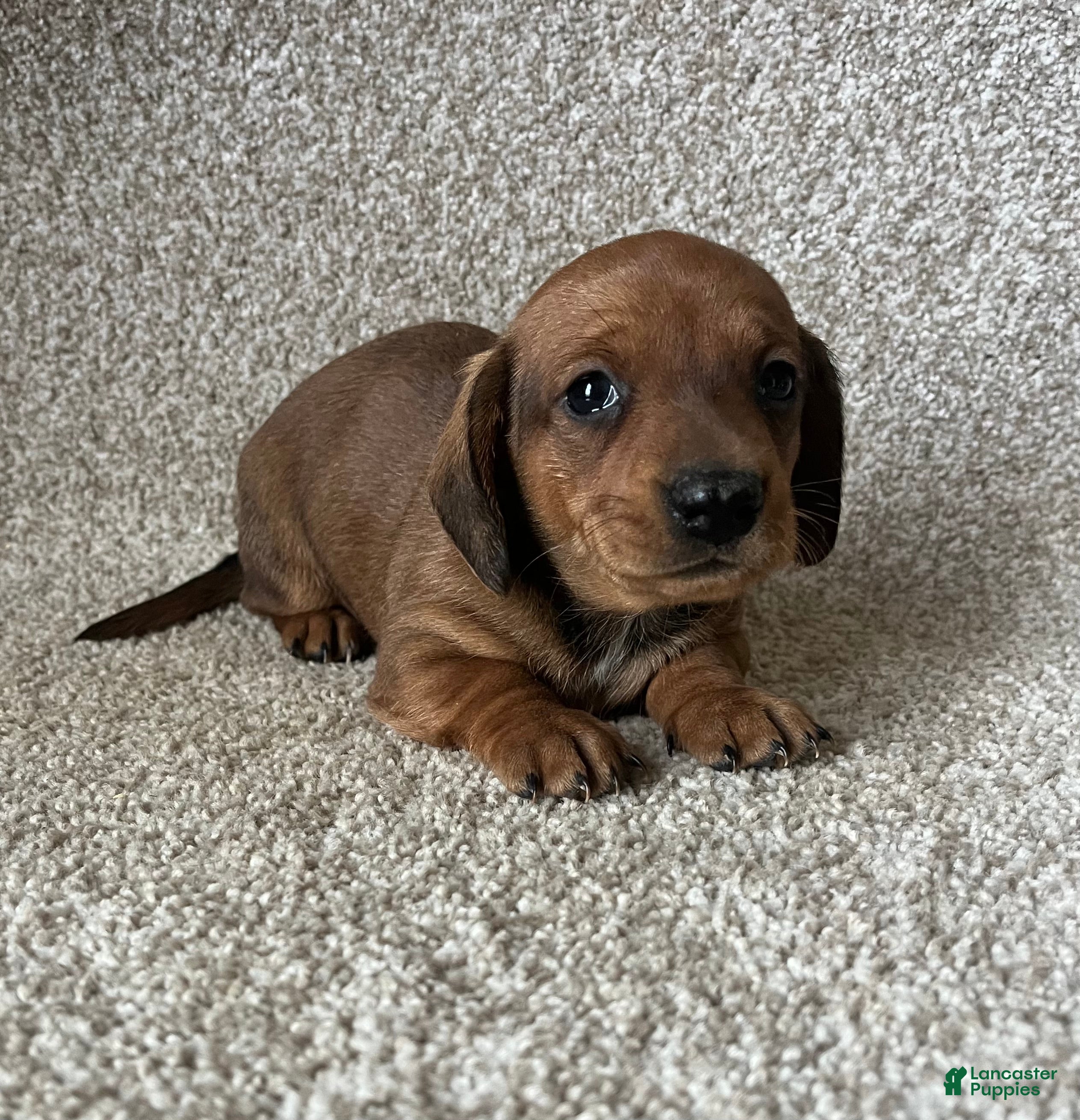 Miniature Dachshund dogs Chocolate Boy - Ad 42