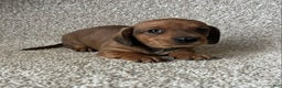 Miniature Dachshund dogs for sale: Chocolate Boy - Ad 1