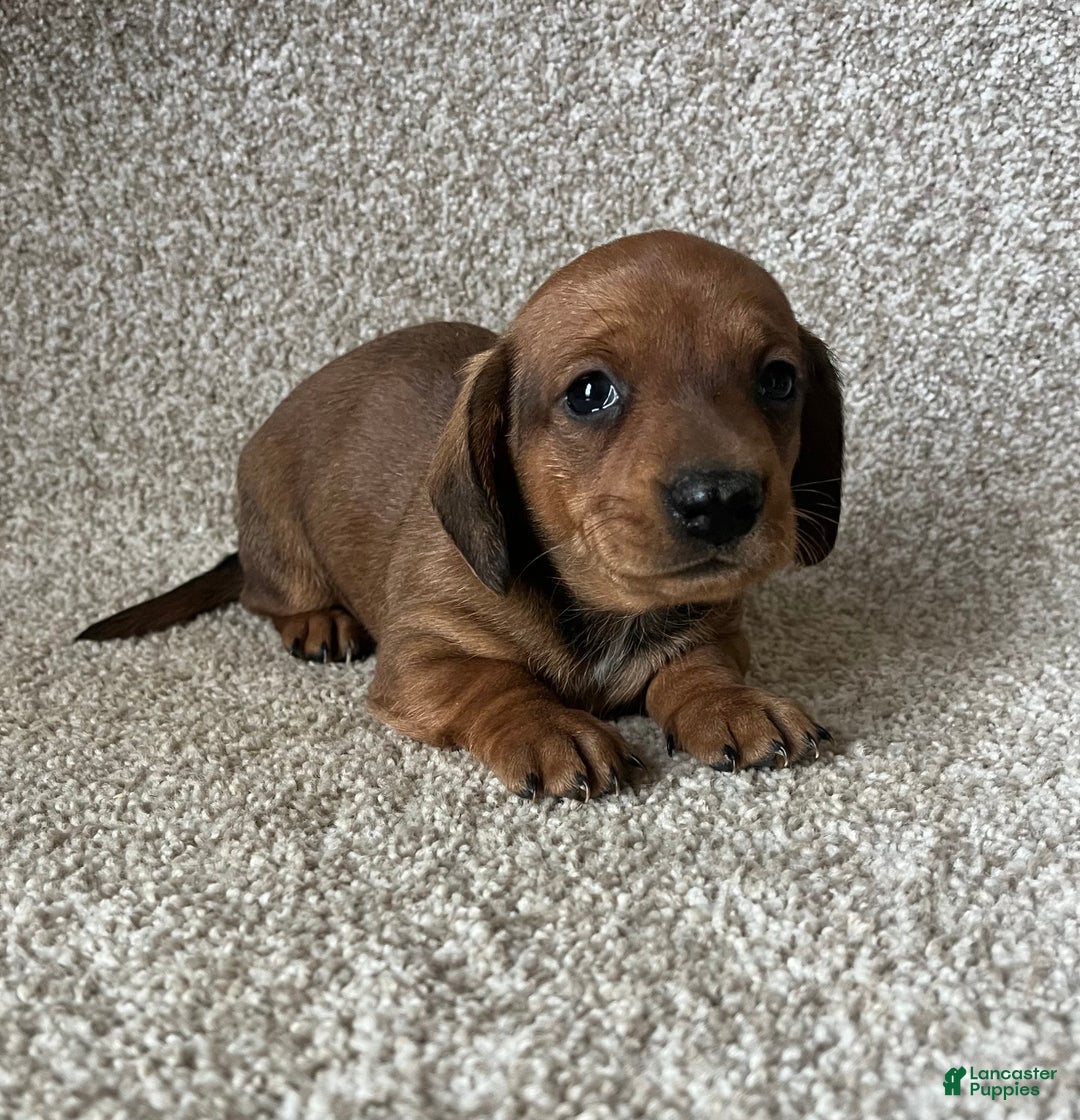 Miniature Dachshund dogs for sale: Chocolate Boy - Ad 1