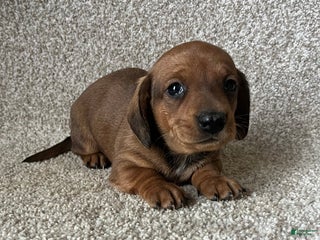 Miniature Dachshund dogs Chocolate Boy - Ad 42