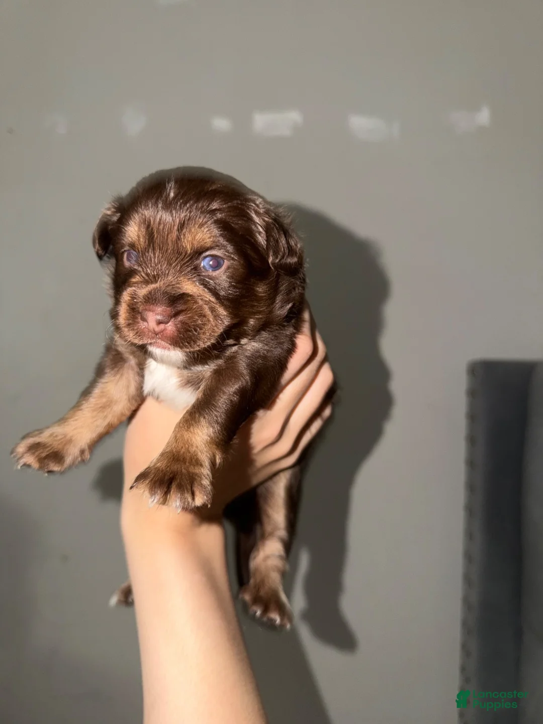 Mixed Breed dogs for sale: Mixed Breed 2 - Ad 1
