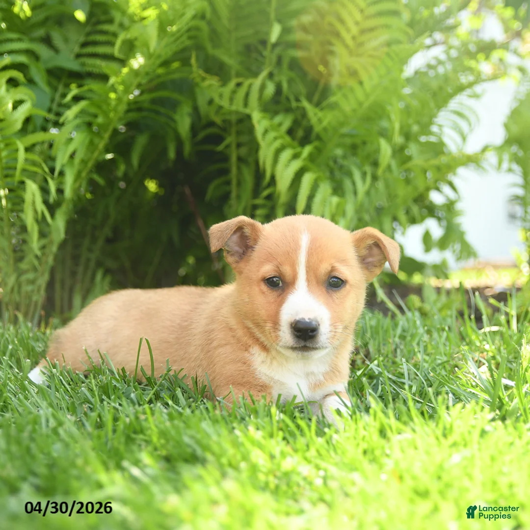 Mixed Breed dogs for sale: Dakota - Ad 2