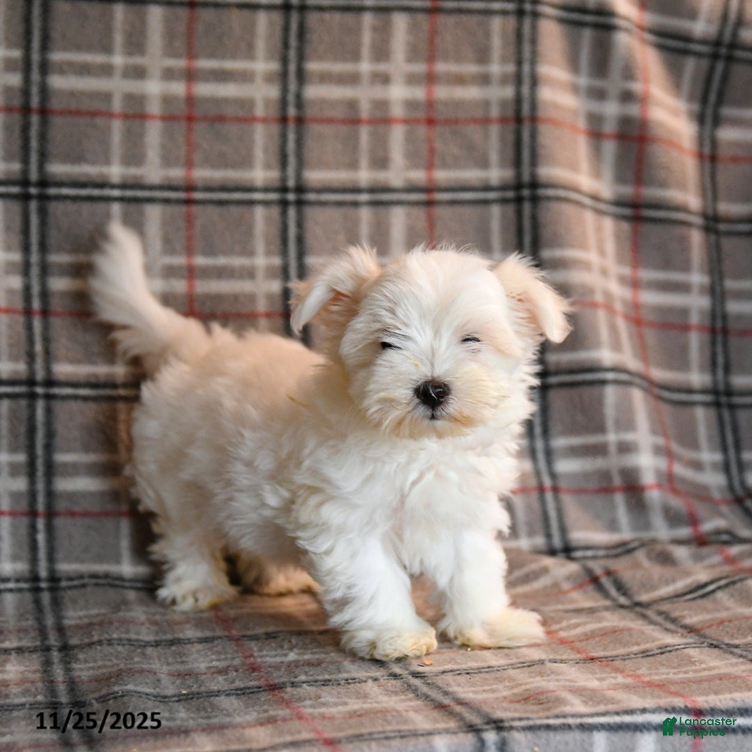 Maltese dogs for sale: Ricotta - Ad 3