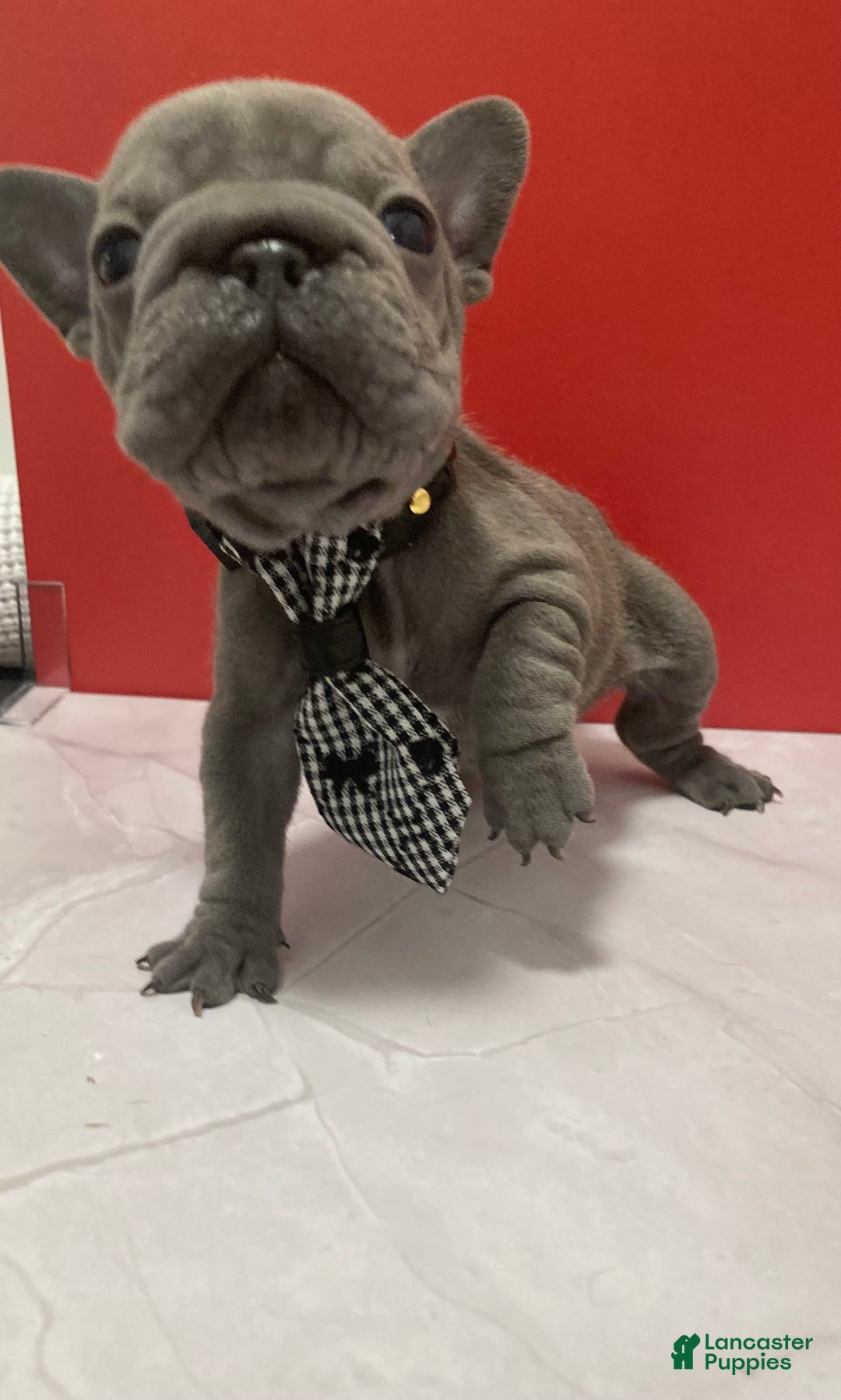 French Bulldog dogs for sale: Bam Bam - Ad 2