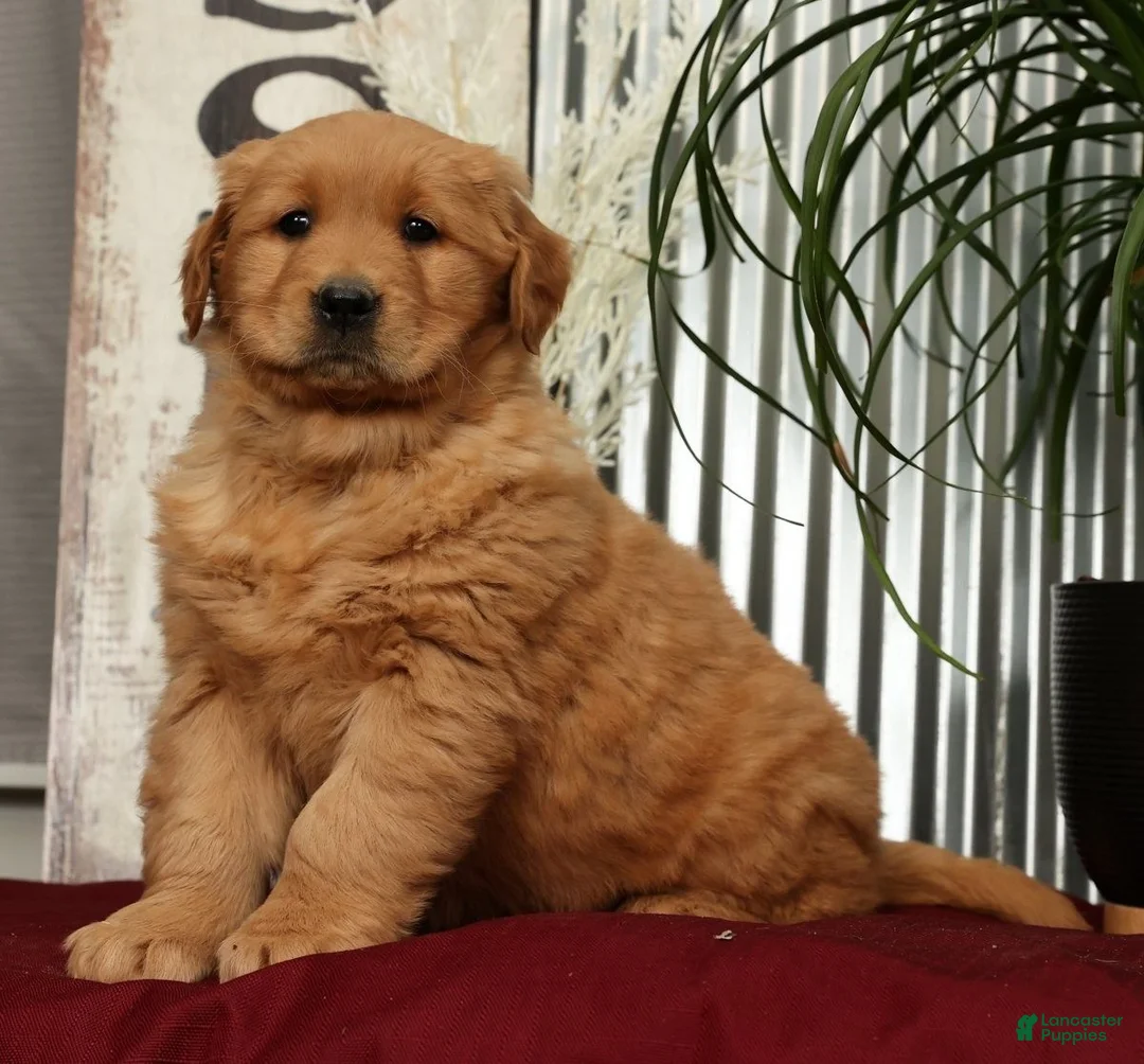 Golden Retriever dogs for sale: Addie - Ad 4