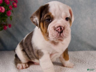 Mixed Breed dogs - Ad 13