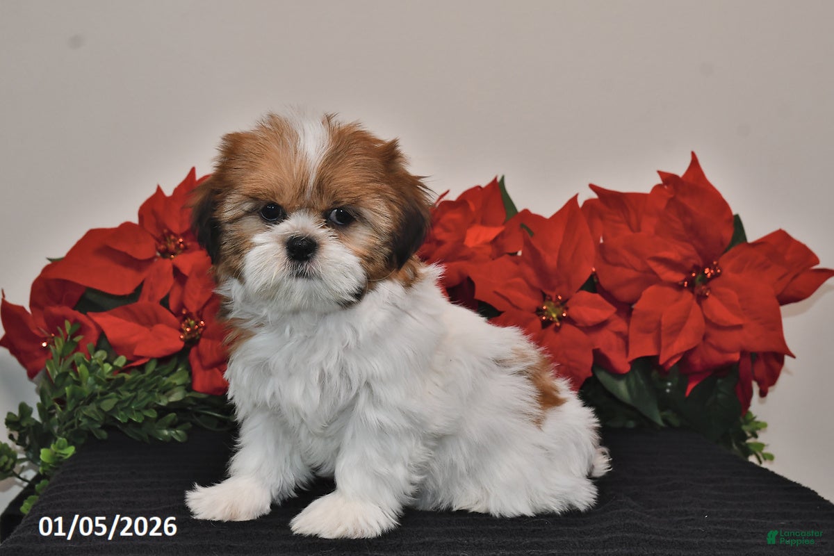 Shih Tzu dogs Rita - Ad 11