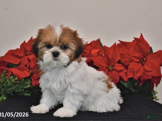 Shih Tzu dogs Rita - Ad 11
