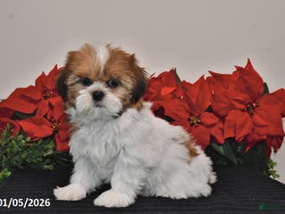 Shih Tzu dogs Rita - Ad 17