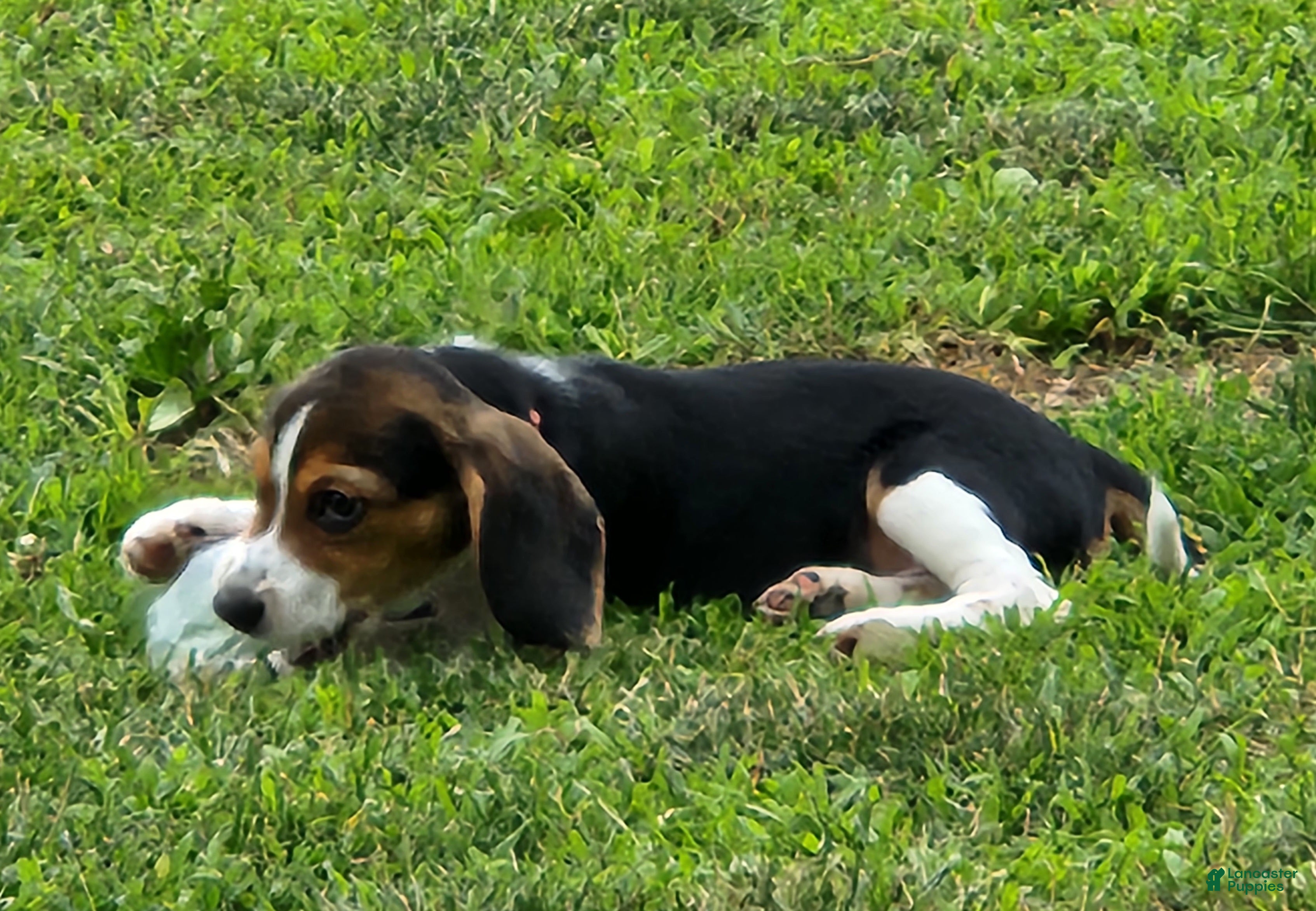 Beagle dogs Pinky - Ad 2