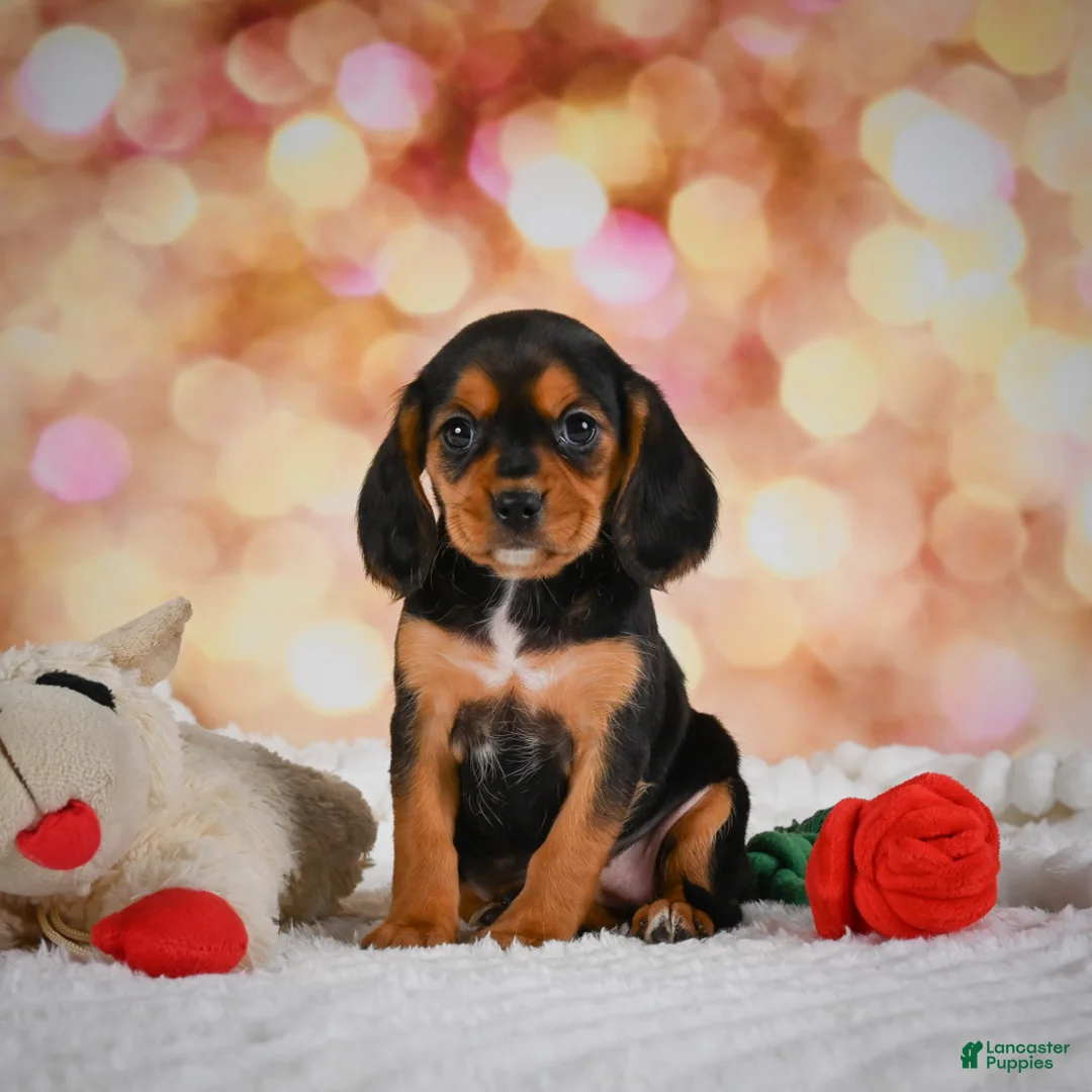 Beaglier dogs for sale: Barb - Ad 2