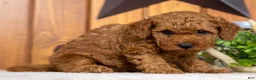 Miniature Poodle dogs for sale: Carmella - Ad 3
