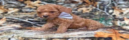 Cavapoo dogs for sale: Landon - Ad 3
