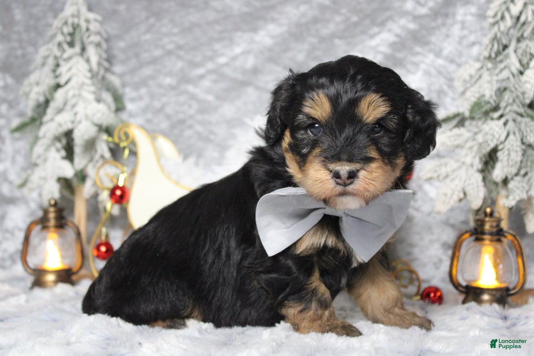Aussiedoodle dogs for sale: Landon  - Ad 9