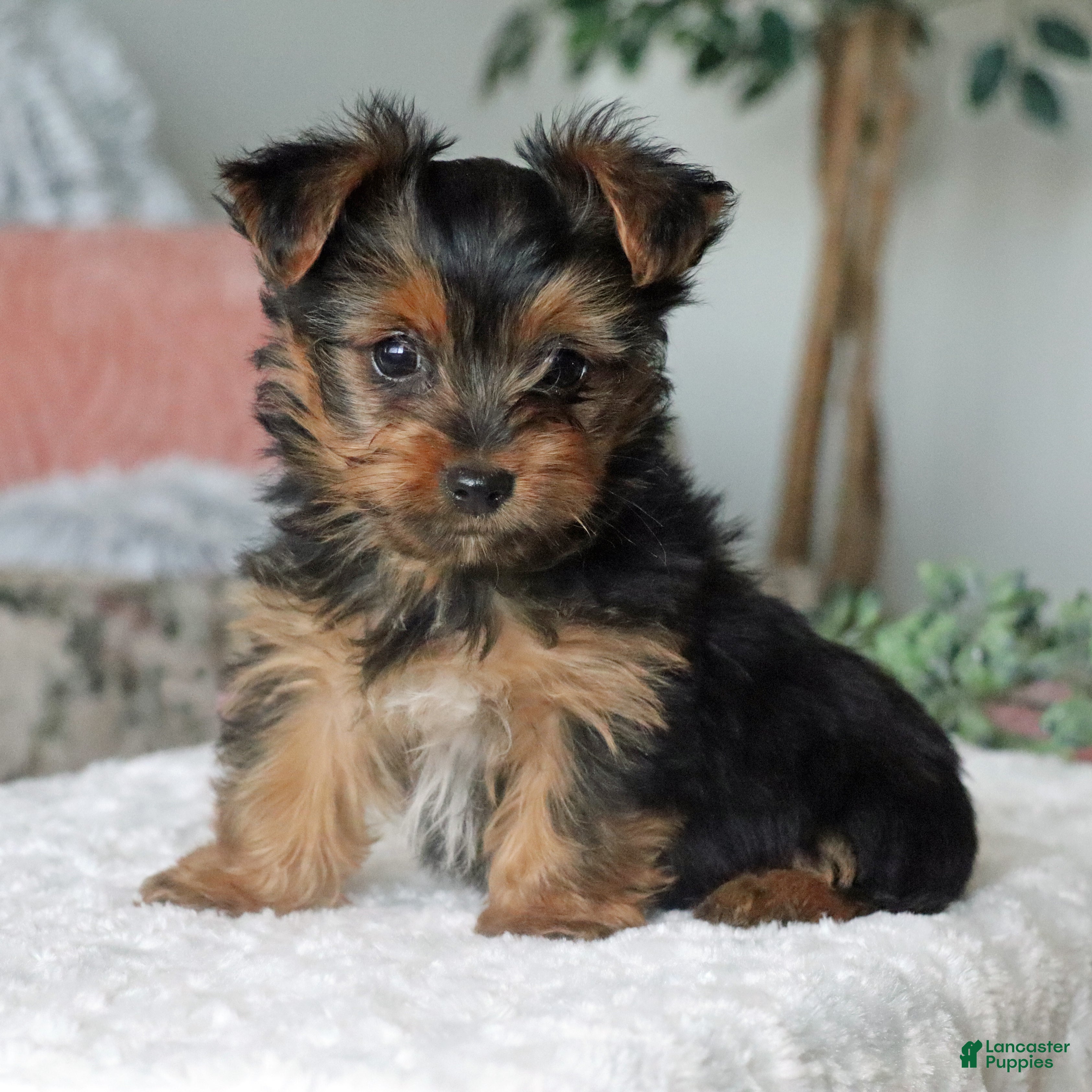 Yorkshire Terrier dogs Riley - Ad 1
