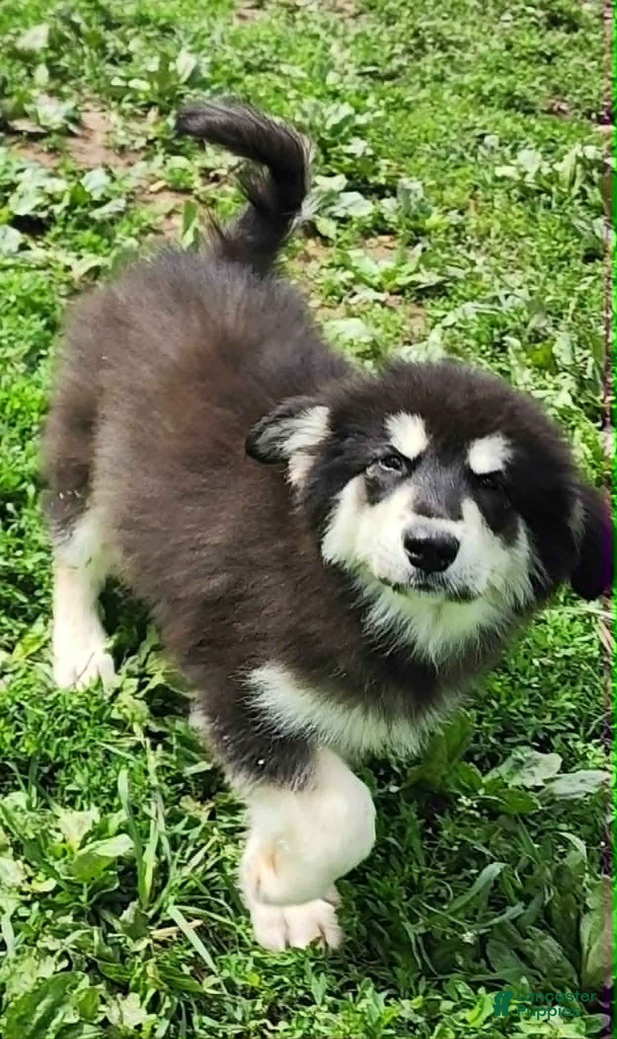 Alaskan Malamute dogs Alaskan Malamute Puppy 3 - Ad 1
