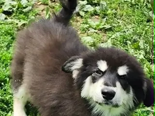 Alaskan Malamute dogs for sale: Alaskan Malamute Puppy 3 - Ad 2