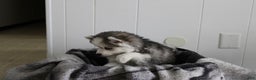 Pomsky dogs for sale: Petunia - Ad 3