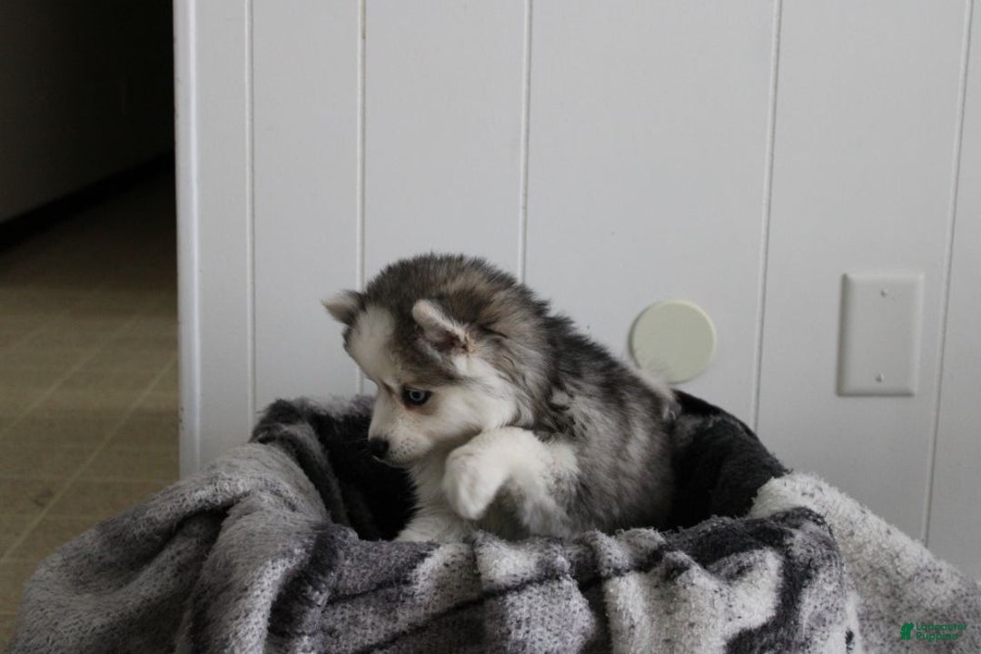 Pomsky dogs for sale: Petunia - Ad 3