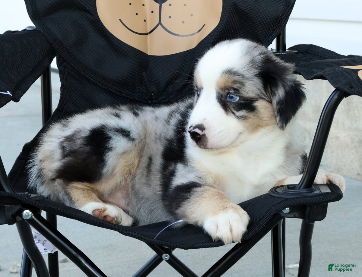 Miniature Australian Shepherd dogs for sale: Tina - Ad 7